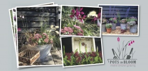 Pots in Bloom