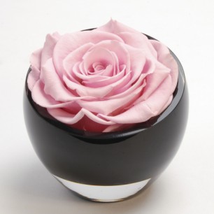 pink rose in vase