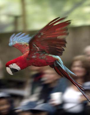 Shows and animals at London Zoo