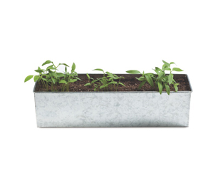 Foodie Garden Plants Pepper £12.95